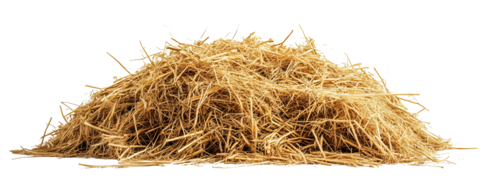 Small pile of scattered hay isolated on a transparent background. Natural dry straw texture perfect for agricultural or rustic design projects.