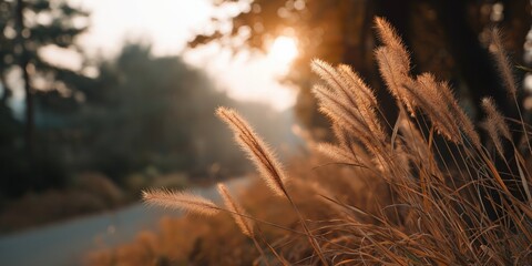 Golden hour sunlight illuminating autumn grasses in a tranquil natural landscape