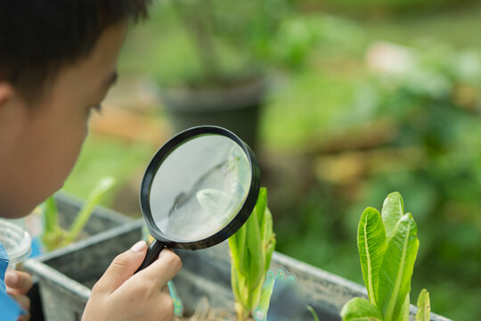 A child uses a magnifying glass to look at vegetables in the garden.
