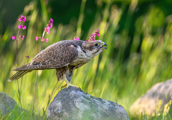 Saker falcon ( falco cherrug ) close up