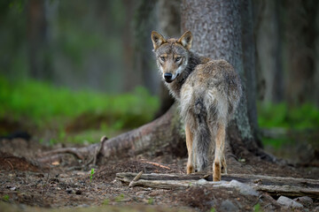 Grey wolf ( Canis lupus ) close up