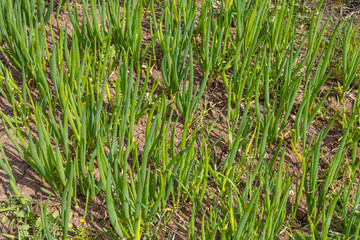 A bed of green onions. A vegetable garden in the village. Ripe green onion stalks. Green onions.