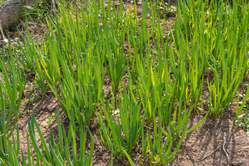 A bed of green onions. A vegetable garden in the village. Ripe green onion stalks. Green onions.
