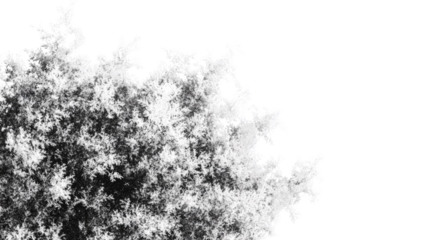 Lonely tree bending in the wind isolated on white background