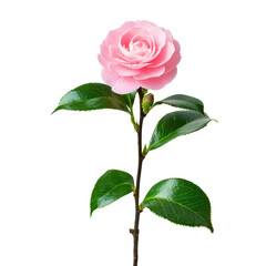 Obraz premium A single camellia standing out in the garden. full length isolate on transparent background