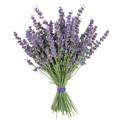 Fototapeta premium A bouquet of lavender, perfect for relaxation. full length isolate on transparent background