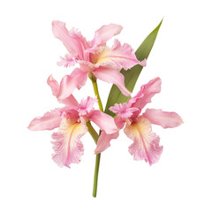 A pink orchid, soft and charming. full length isolate on transparent background