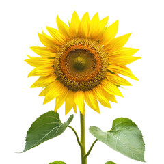 Obraz premium A giant sunflower, towering over the garden. full length isolate on transparent background