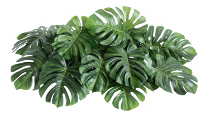Green monstera leaves arranged in an transparent style for decorative purposes