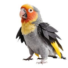 Expressive Cape Parrot bird squawking with colorful orange and yellow plumage. Studio portrait of an avian pet isolated on white.