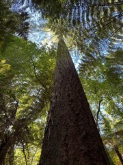 Fototapeta premium tall tree in the forest in New Zealand