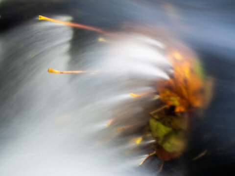 Long exposure of colourful autumn leaves swirling in soft, blurred water creating an abstract natural composition