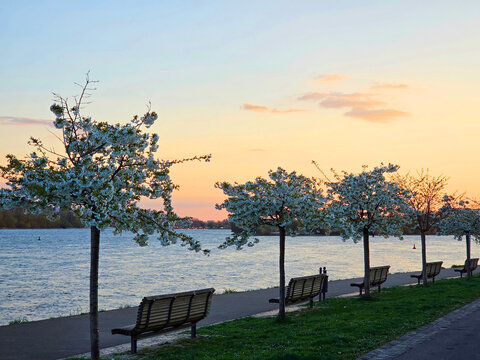 Blooming cherry trees and banks along the Rhine river waterfront promenade at sunset, Eltville, Germany