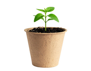 green plant in biodegradable pot isolated on white and transparent background.