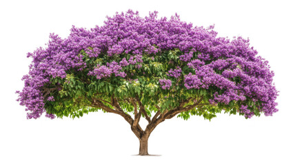 Obraz premium Vibrant blooming purple tree with lush green foliage in an transparent background