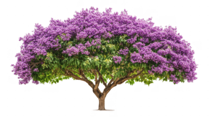Vibrant blooming purple tree with lush green foliage in an transparent background