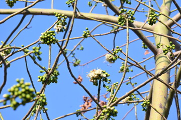 White Bombax ceiba flower. Its common names White cotton tree, Malabar silk cotton tree, White silk cotton, White cotton tree, White silk cotton tree and White kapok.