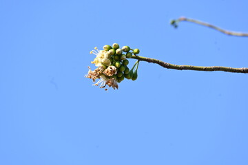 White Bombax ceiba flower. Its common names White cotton tree, Malabar silk cotton tree, White silk cotton, White cotton tree, White silk cotton tree and White kapok.