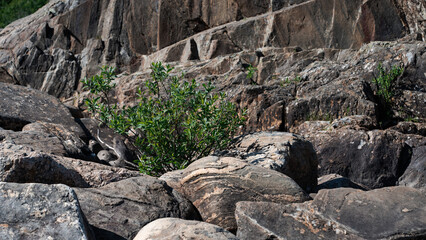 living green fresh plant bush in the rocks