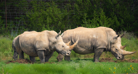 Rhino roaming around the wild