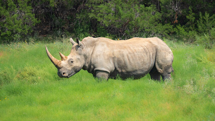 Rhino roaming around the wild
