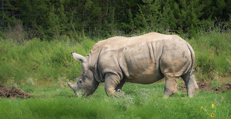 Rhino roaming around the wild
