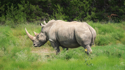 Rhino roaming around the wild