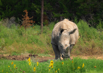 Rhino roaming around the wild