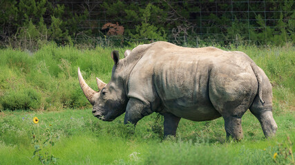 Rhino roaming around the wild