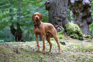 wirehaired vizsla in the forest