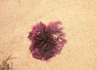 Red algae washed up on the beach