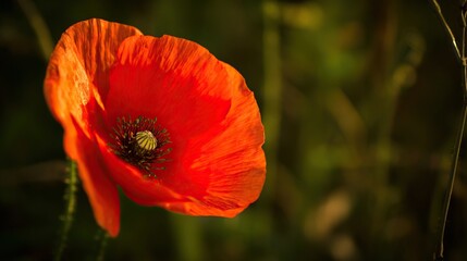 Fototapeta premium A vibrant red poppy bathed in golden sunset light, symbolizing remembrance and beauty.