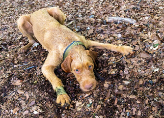 wirehaired vizsla in the forest