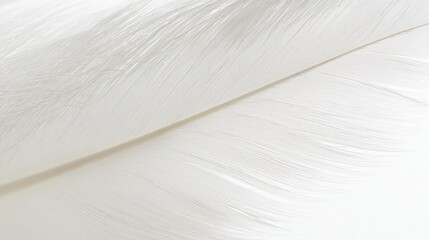 Delicate white feather wing detail, pristine and softly illuminated from above.
