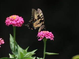 Yellow swallow-tailed butterfly inflight amongst colorful flowers. 