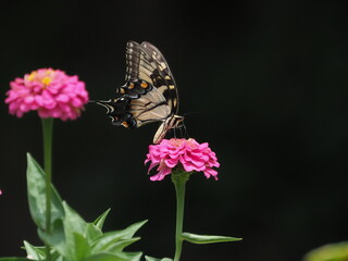 Yellow swallow-tailed butterfly inflight amongst colorful flowers. 