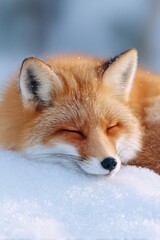 Obraz premium Softly resting fox blending into snowy landscape, showcasing vib