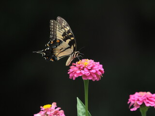 Yellow swallow-tailed butterfly inflight amongst colorful flowers. 