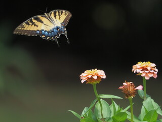 Yellow swallow-tailed butterfly inflight amongst colorful flowers. 