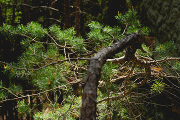 A pine tree in forest against the background of a woods, tranquil woodland scene, photography