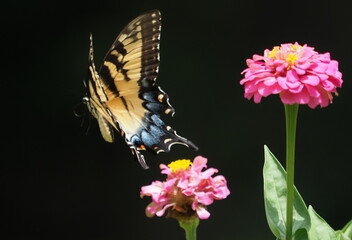 Yellow swallow-tailed butterfly inflight amongst colorful flowers. 