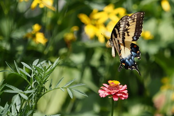Yellow swallow-tailed butterfly inflight amongst colorful flowers. 
