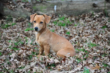 A Dachshund in a park sitting on autumn leaves