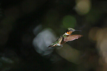 Ruby throated hummingbird in flight against black background. 