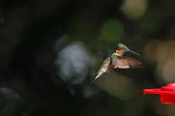 Ruby throated hummingbird in flight against black background. 