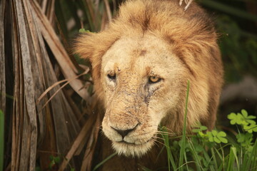 Löwe © Schiller