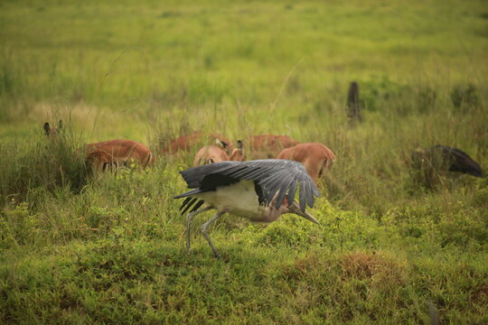 Ardea