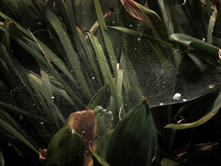 dew on a leaf