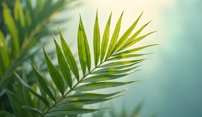 Tropical Palm Leaf with Soft Sunlight