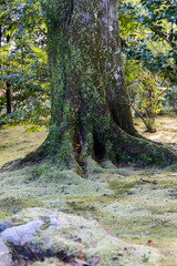 Old tree with moss-covered bark and wide roots stands on a green forest floor in serene Japanese landscape filled with texture and natural harmony
